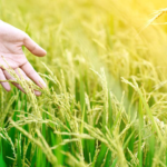 Marcos 15K Hectares Given To Agrarian Beneficiaries This Year